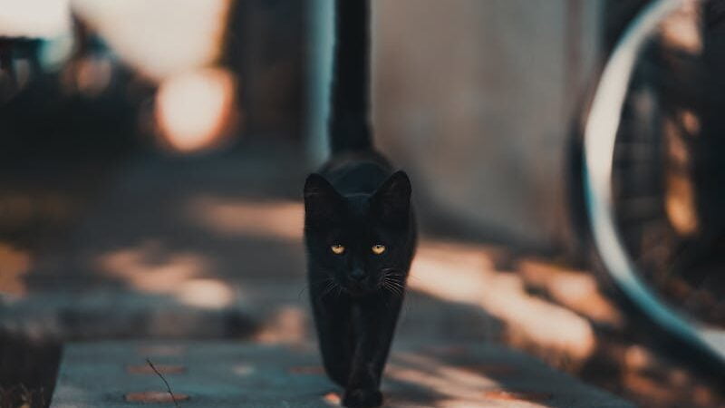 Black cats are associated with superstitious believes in many countries